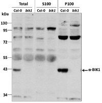 BIK1 | Botrytis-induced kinase 1 in the group Antibodies Plant/Algal  / Environmental Stress / Pathogen attack at Agrisera AB (Antibodies for research) (AS16 4030)
